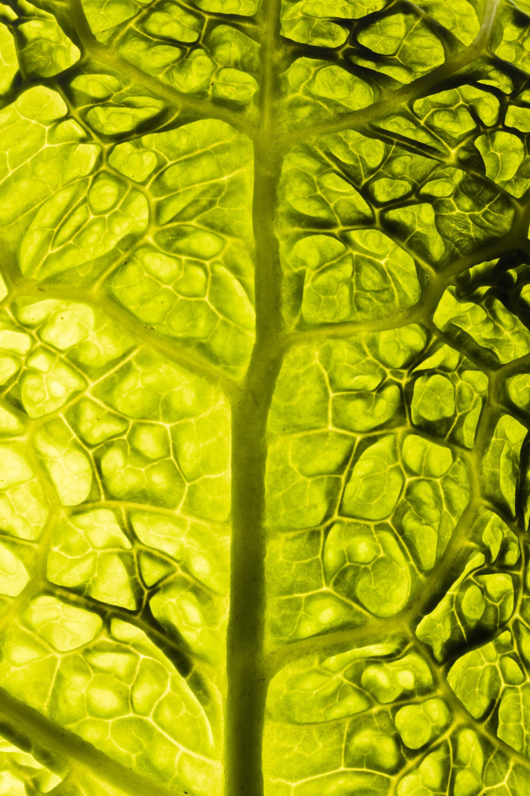 top-view-green-leaf-texture